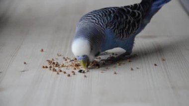 Muhabbet kuşu buğdayı gagalıyor. Papağan mısır gevreği yiyor. Tüylü, komik hayvan. Kuş çabucak yiyeceğini aldı. Kapat..