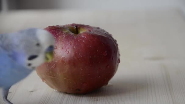 Een Budgie Pikt Naar Een Grote Apple Een Papegaai Loopt — Stockvideo