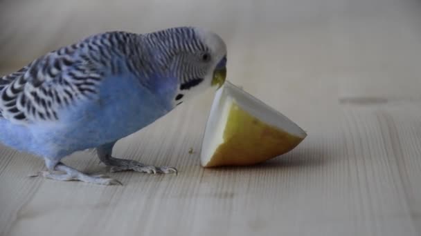 Periquito Picotea Pedazo Una Rebanada Manzana Loro Come Una Manzana — Vídeos de Stock