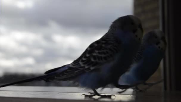 Ein Wellensittich Geht Vor Einen Spiegel Der Papagei Spricht Mit — Stockvideo