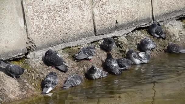 Palomas Beben Agua Lavan Orilla Del Río — Vídeos de Stock