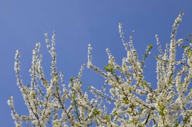 Mavi gökyüzünün polarize edilmiş dallarında kiraz çiçekleri açıyor.