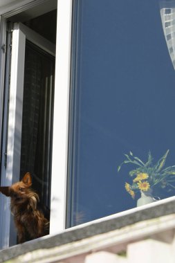 Safkan bir köpek pencere pervazında oturur. Meraklı hayvan açık pencereden bakar ve pencereden dışarı bakan bir evcil hayvanın sahibini bekler..