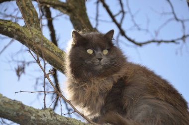 Kürklü, koyu gri bir kedi mavi gökyüzüne karşı bir ağaçta oturuyor. Sokakta yürüyen büyük kedi..