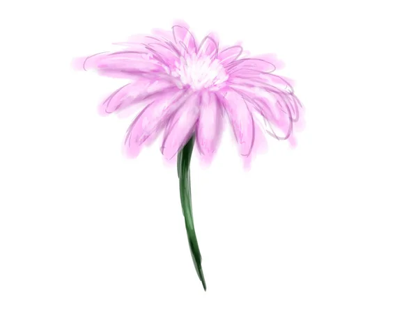 Цветок Цветет Белом Фоне Сиреневый Фиолетовый Цветок Зелёном Стебле Весеннее — стоковое фото