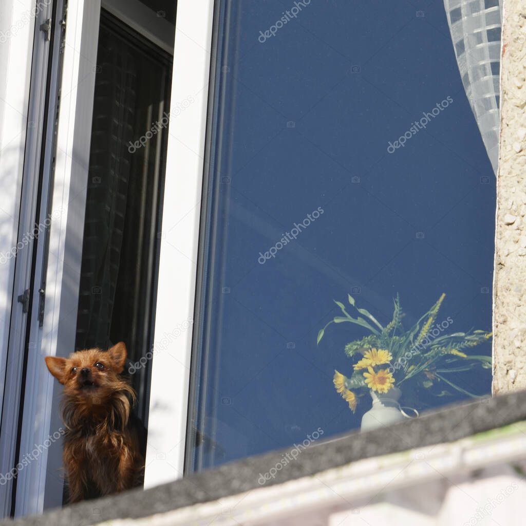 A small dog looks out the window. A small pet barks from the apartment window. A thoroughbred dog guards his home.