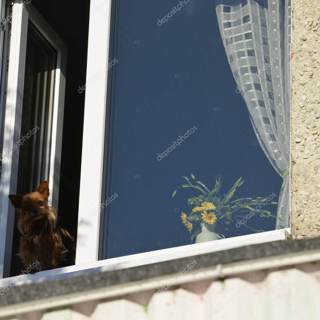 A cute little dog looks out of the window. Curious pet sit near an open window and looks out at the street.