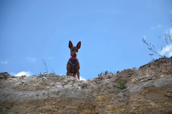 Küçük bir köpek mavi gökyüzüne karşı dik bir yamaçta oturuyor, tek başına bir kum havuzunda..