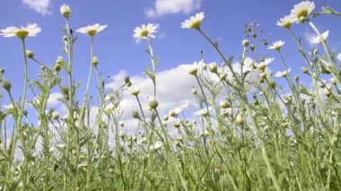 Güzel beyaz Daisy sakin bulutlu bir gökyüzünün arka planında