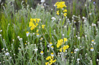 Yaban çiçekleri çiçek açıyor. Çayırdaki vahşi doğanın yaz manzarası. Tarlada çeşitli, renkli, kır çiçekleri. Kapat..
