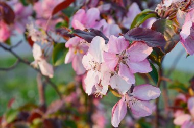 Kapatın. Ağaç dalında yumuşak pembe bir çiçek. Meyve çiçeğinin çiçek açması. Bahar dönemi.