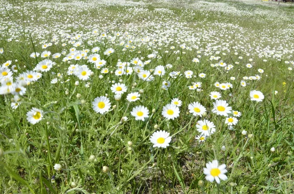 Kamomillfält Många Vita Blommor Med Gul Mitt Svajar Vinden — Stockfoto