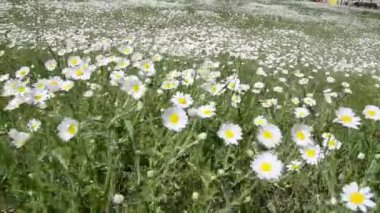 Papatya tarlası. Sarı merkezli bir sürü beyaz çiçek rüzgarda sallanıyor..