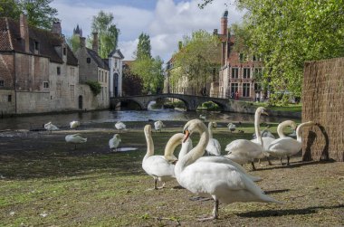 Belçika, Bruges 'deki Begijnhof yakınlarında kuğularla meydanın manzarası. Tarihi Bruges kasabasında kuğular için ayrılmış bir bölge..