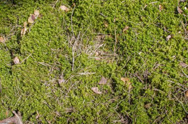 Yeşil yosun dokusu ve arka plan. Orman geçmişi. İğneli yosun.