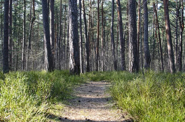 Шлях Між Соснами Порожній Ліс Латвії Дорога Стежкою — стокове фото