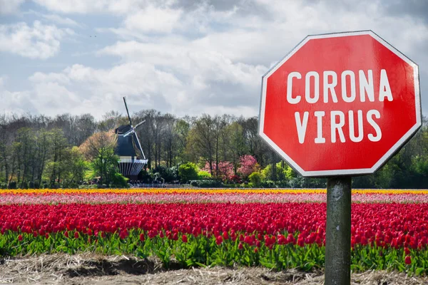 Corona Virus Stop Sign Výhledem Tulipánové Pole Vodní Mlýn Nizozemsku — Stock fotografie