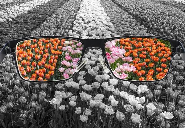 Through glasses frame. Colorful view of tulips field in glasses and monochrome background. Different world perception. Optimism, hopefulness, mental health concept.