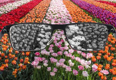 Looking through glasses to bleach nature landscape - tulips field. Color blindness. World perception during depression. Medical condition. Health and disease concept. clipart