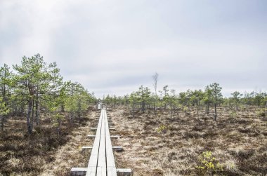 Büyük Kemeri Bog Boardwalk, Letonya, Avrupa 'daki bataklık üzerinde tahta patika.