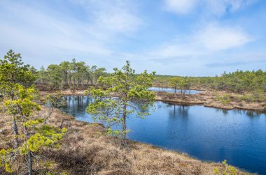 Bataklıktaki güzel doğa manzarası - havuz, kozalaklı ağaçlar, Büyük Kemeri Bog Boardwalk 'ta yosun, Letonya, Avrupa