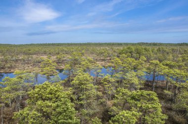 Bataklıktaki güzel doğa manzarası - havuz, kozalaklı ağaçlar, Büyük Kemeri Bog Boardwalk 'ta yosun, Letonya, Avrupa