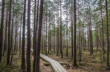 Büyük Kemeri Bog Boardwalk, Letonya, Avrupa 'daki bataklıktaki çam ormanının üzerindeki tahta patika.