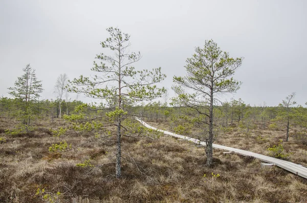 Faösvény Mocsár Felett Great Kemeri Bog Boardwalk Ban Lettország Európa — Stock Fotó