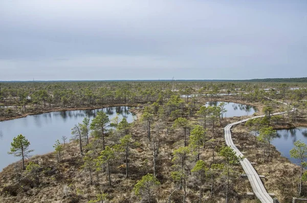Büyük Kemeri Bog Boardwalk, Letonya, Avrupa 'daki bataklık üzerinde ahşap patika. Bataklıktaki güzel doğa manzarası - kozalaklı ağaçlar, yosun, göletler, Avrupa 'daki göller