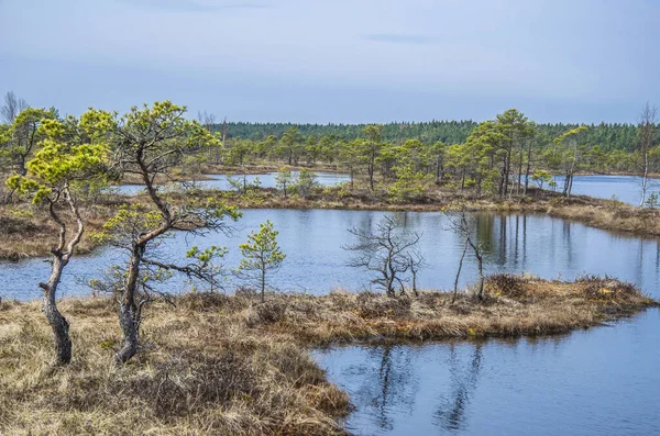 View Beautiful Nature Swamp Pond Conifer Trees Moss Great Kemeri — Stock Photo, Image