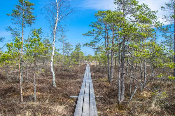 Wooden Trail Swamp Great Kemeri Bog Boardwalk Latvia Europe View — Stock Photo, Image