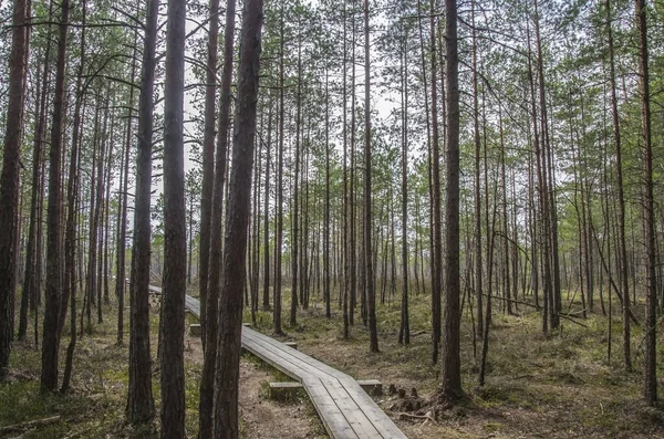 Büyük Kemeri Bog Boardwalk, Letonya, Avrupa 'daki bataklıktaki çam ormanının üzerindeki tahta patika.