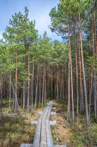 Faösvény Fenyőerdő Felett Mocsárban Great Kemeri Bog Boardwalk Ban Lettország — Stock Fotó