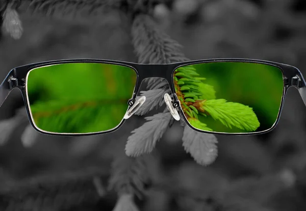 Através Moldura Dos Óculos Vista Colorida Agulhas Verdes Pinheiro Fresco — Fotografia de Stock