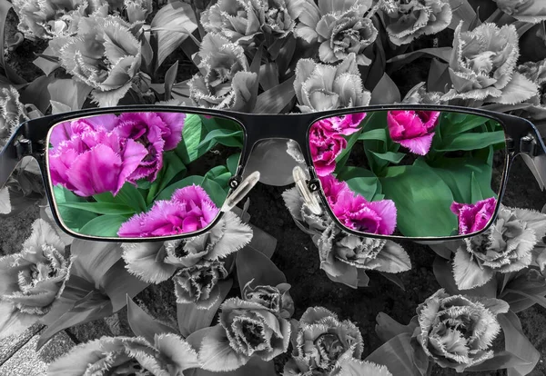 Door Glazen Frame Kleurrijke Weergave Van Roze Tulpen Glazen Monochrome — Stockfoto