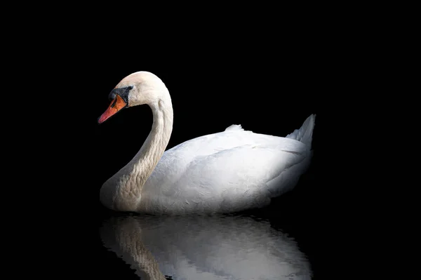 Cygne Blanc Discret Avec Réflexion Dans Eau Sur Fond Noir — Photo