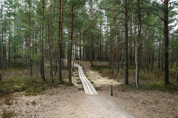 Wooden Trail Trees Great Kemeri Bog Boardwalk Latvia Europe — Stock Photo, Image