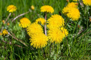 Sarı karahindiba. Yeşil çimenli parlak sarı çiçekler.