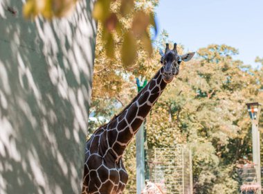 Güzel benekli zürafa uzun boyunlu hayvanat bahçesindeki beton çitlerin arkasından sonbahar ağaçlarına bakıyor..
