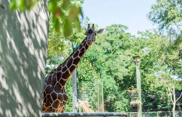 Hayvanat bahçesindeki beton çitlerin arkasından yeşil yaz ağaçlarına bakan uzun boyunlu meraklı zürafa..