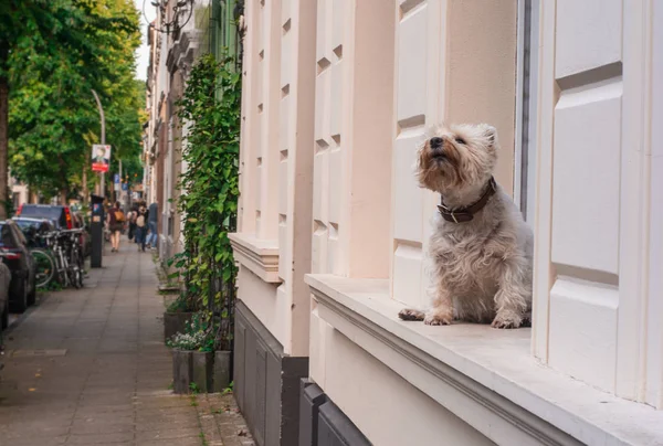 Tatlı beyaz tüylü köpek pencere pervazında oturuyor, sahibini bekliyor, burnunu sokmaya çalışıyor..