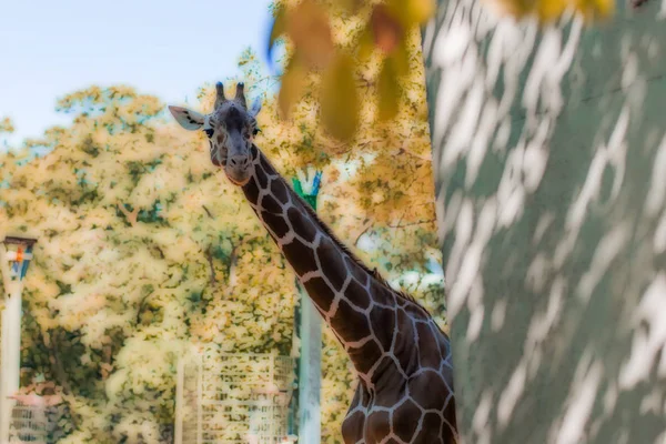 Hermosa jirafa manchada con cuello largo mirando desde detrás de la — Foto de Stock