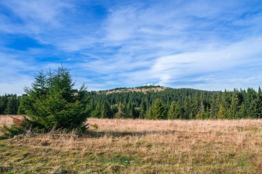 Sonbahar dağlarında güneşli bir günde kurumuş çimlerle tepeden aşağı çam ağaçları..
