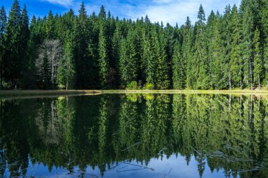 Köknar ağaçlarından oluşan ilkel bahar ormanı güneş ışınları ve göldeki yansıması ile ışıldadı..