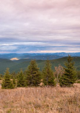 Önde beş yeşil kozalaklı ağaç ve arkalarında yeşil ormanlarla kaplı dağ katmanları..