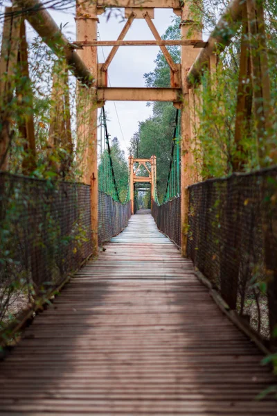 Старый деревянный мост с выращенными через него ветвями деревьев . — стоковое фото
