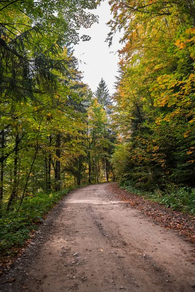 Sonbahar ormanlarının sarı güzelliğine giden vahşi bir yol..