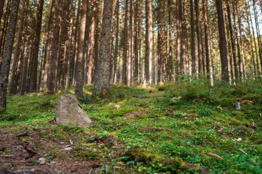 İlkel bahar ormanı, yosun tutmuş zemin ve güneş ışınlarıyla ışıldayan yeşil çalılar..