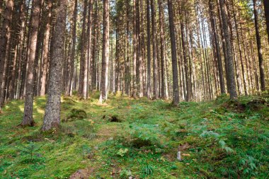 İlkel bahar ormanı, yosun tutmuş zemin ve güneş ışınlarıyla ışıldayan yeşil çalılar..