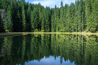 Yüksek yeşil köknar ağaçları, güneşli ışınlarda ve berrak dağ gölündeki yansıması..